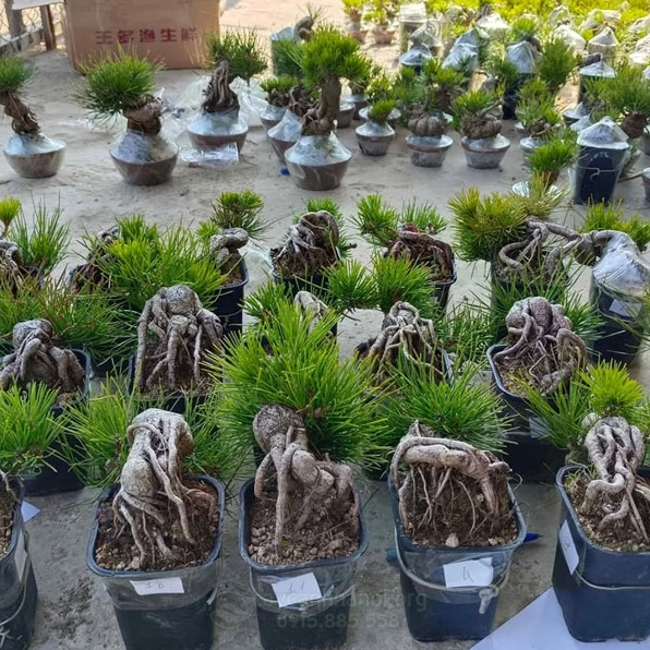Không gian trưng bày nhiều chậu Cây Thông Đen Nhật Bản gọn gàng và giàu tính thẩm mỹ