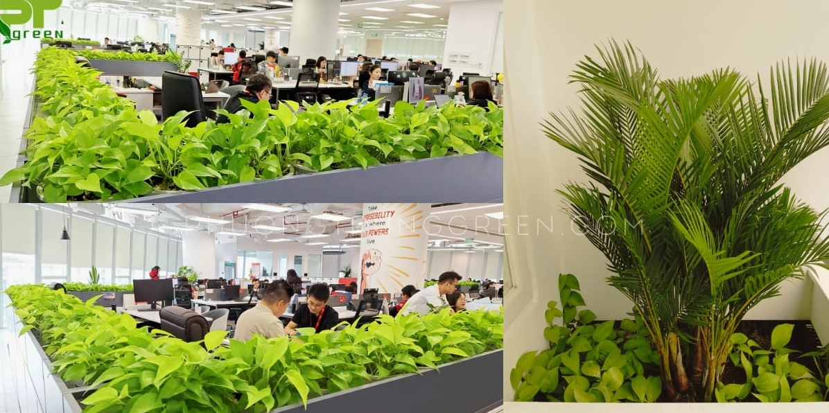 Không gian văn phòng được trang trí bằng nhiều chậu Cây Trầu Bà Vàng tạo cảm giác tươi mới và gần gũi
