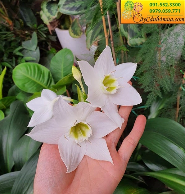 Không gian vườn có cây Ngọc Trâm làm nền xanh thanh lịch bên cạnh khu trồng Hoa Thanh Anh