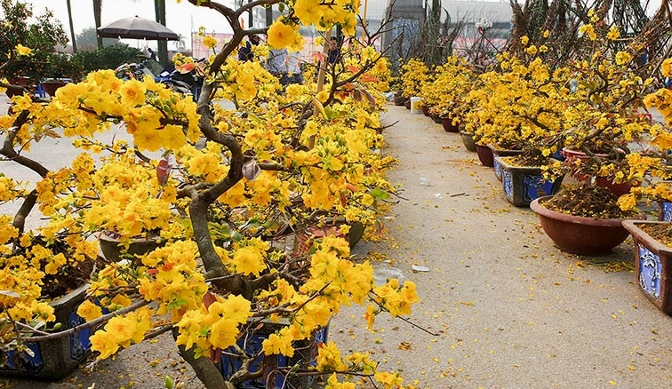 Không khí chăm sóc hoa nở đúng dịp lễ gợi nhắc sự tỉ mỉ cần có khi canh thời điểm cho cây ra hoa đẹp