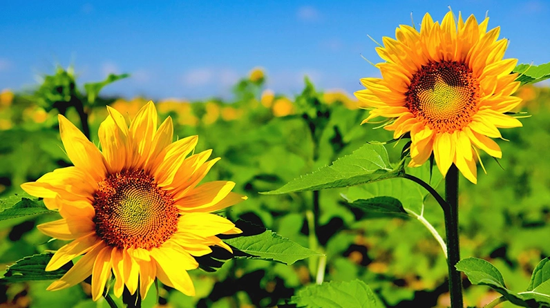 Khung ảnh Hoa Hướng Dương khỏe khoắn gợi liên tưởng đến giá trị sử dụng và vẻ đẹp tràn đầy sức sống