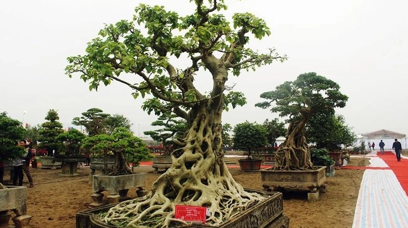Khung cảnh cây bồ đề nổi bật giữa thiên nhiên thoáng đãng, ánh sáng làm bật sắc xanh trong trẻo của lá