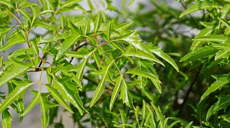Khung cảnh cây xanh quanh nhà mang cảm giác bình an tương đồng với biểu tượng của Cây Trúc Phú Quý