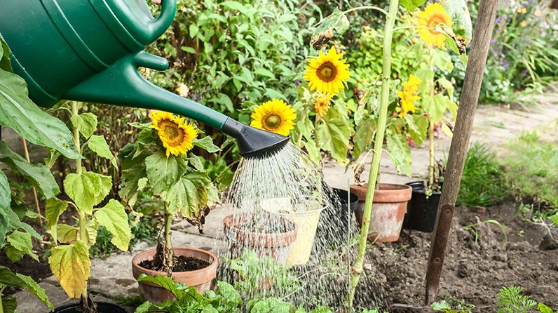 Khung cảnh chăm sóc Hoa Hướng Dương với lá xanh dày và nụ hoa khỏe mạnh trong ánh sáng tự nhiên