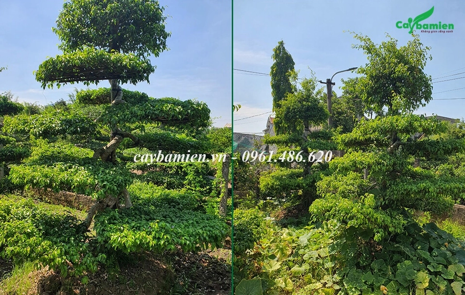 Khung cảnh chọn mua Cây Sanh Nam Điền tại nhà vườn với nhiều dáng cây xanh khỏe