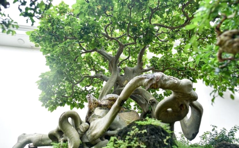 Khung cảnh gợi nhắc nguồn gốc cây bồ đề ấn độ với dáng cây xanh tốt và vẻ linh thiêng cổ xưa