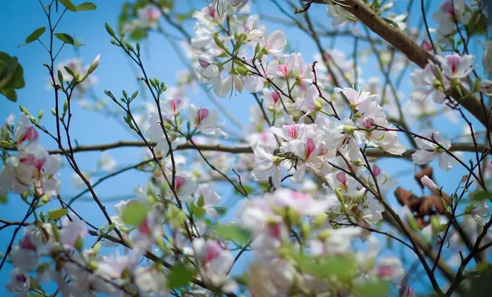 Khung cảnh Hoa Ban Tây Bắc nở phủ sáng triền đồi trong không gian núi rừng mờ sương đầu xuân