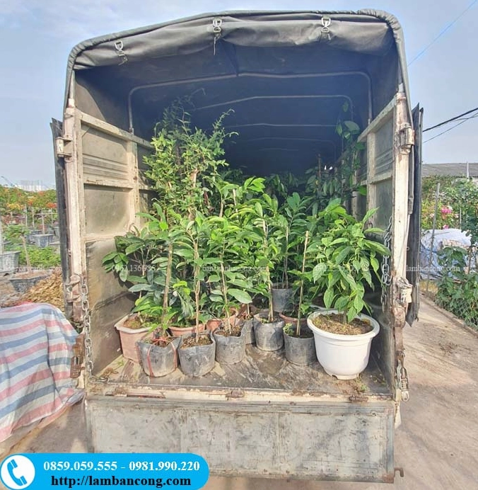 Khung cảnh nhiều loại cây sân vườn có hoa thơm, trong đó Hoàng Lan nổi bật như một điểm nhấn hương sắc