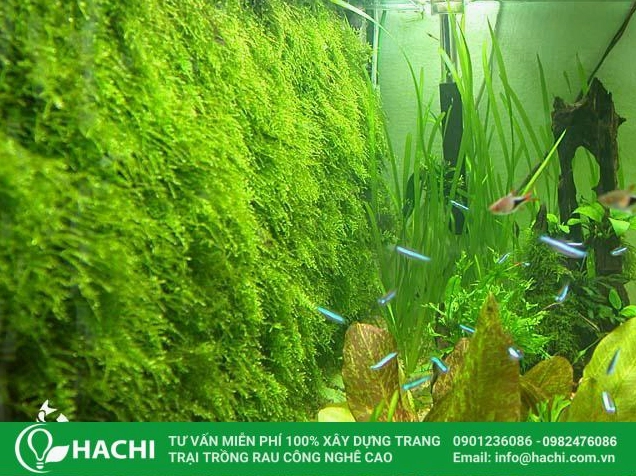 Khung cảnh trồng dương xỉ thủy canh với cây xanh tươi nổi bật trong không gian mát lành
