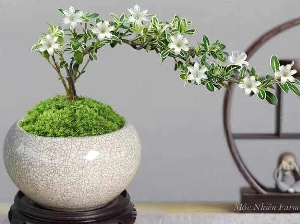 Khung hình Cây Bạch Tuyết Mai với bố cục thoáng làm bật lên dáng cây trang nhã