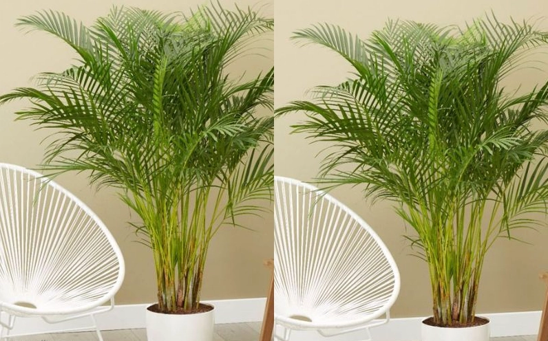 Khung hình Cây Cau Hawai đẹp tự nhiên với tán lá bung nhẹ tạo cảm giác thư giãn