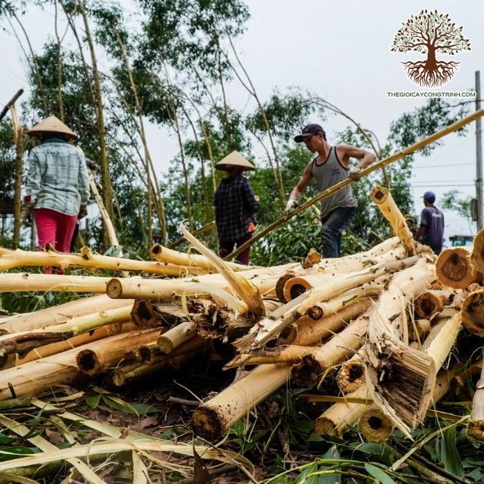 Khung hình Cây Keo Lá Tràm xanh bền bỉ nổi bật với lá dài mềm và thân cây phát triển mạnh