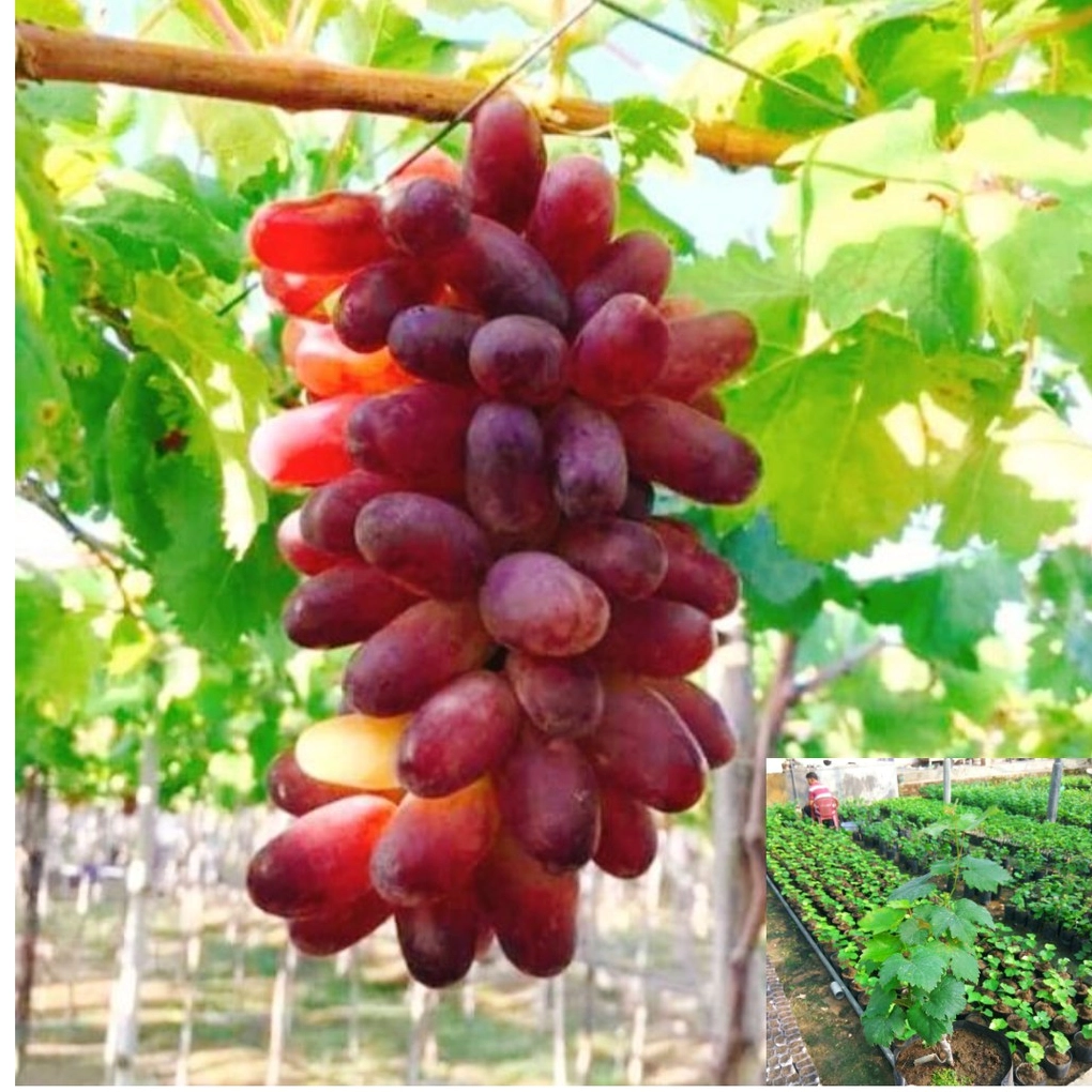 Khung hình Cây Nho trong tư liệu trồng nho với không gian vườn xanh và cảm giác mùa vụ đang tới gần