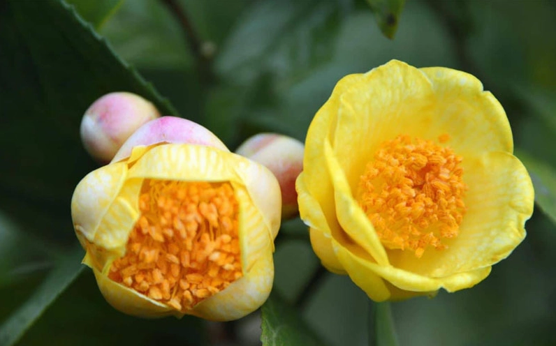 Khung hình cuối về hoa trà với vẻ đẹp nở rộ, thích hợp cho người tìm ảnh hoa nghệ thuật