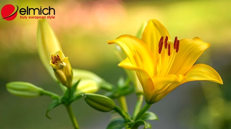 Khung hình Hoa loa kèn gợi nhắc những ý nghĩa đẹp trong đời sống thường nhật với vẻ thanh cao và tinh tế