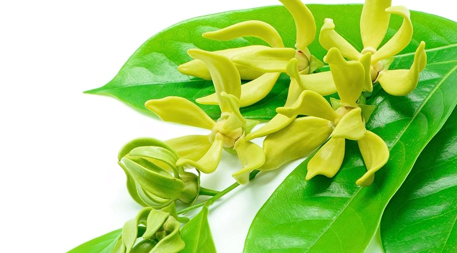 Khung hình hoa ngọc lan tây nổi bật với vẻ đẹp nhiệt đới mềm mại và lôi cuốn