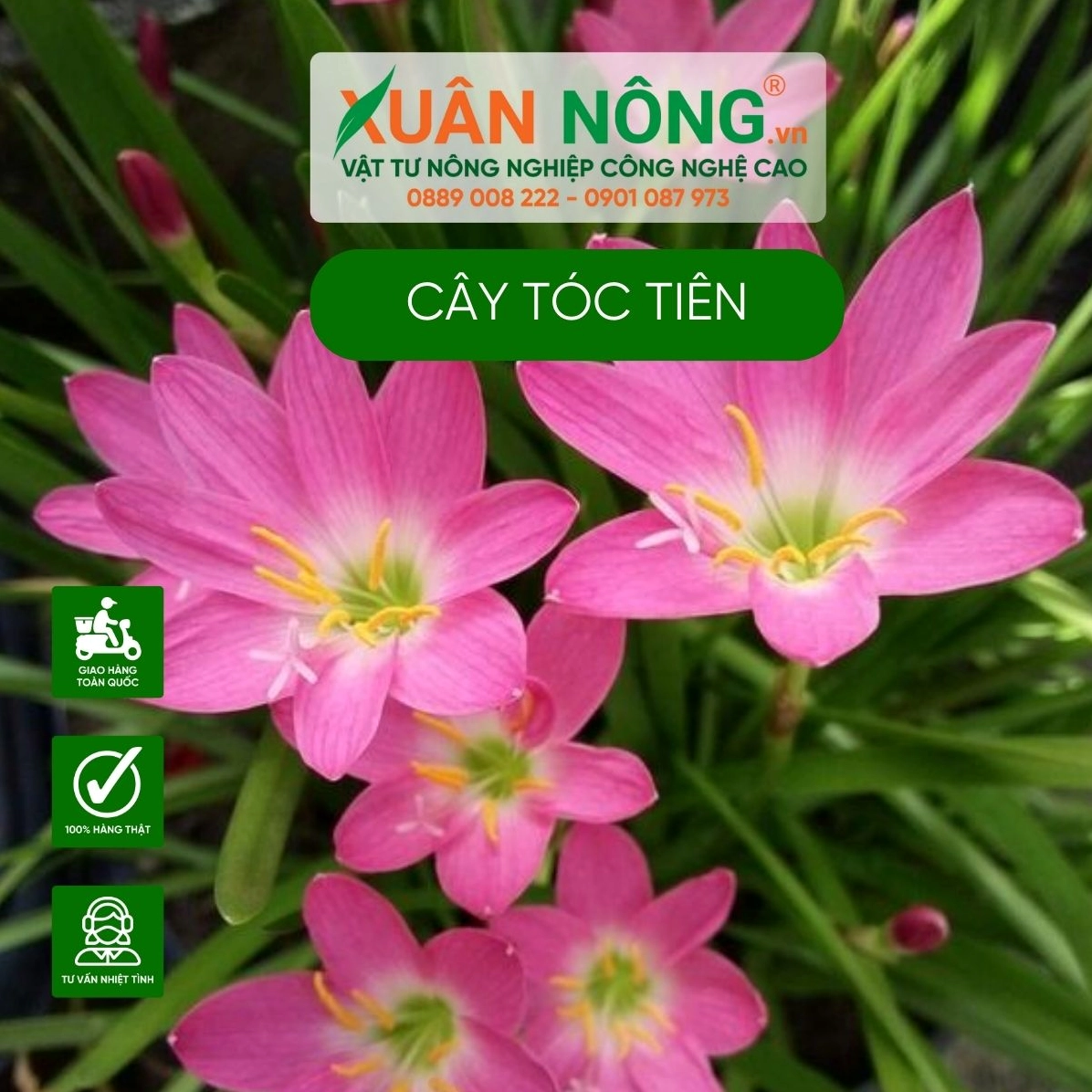 Khung hình Hoa tóc tiên gắn với giá trị trang trí và lợi ích tạo cảm giác thư giãn cho không gian sống