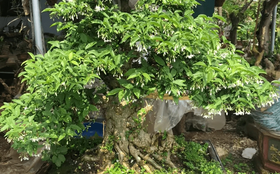 Khung hình hướng dẫn cách trồng mai chiếu thủy với cây non, đất trồng và thao tác gọn gàng