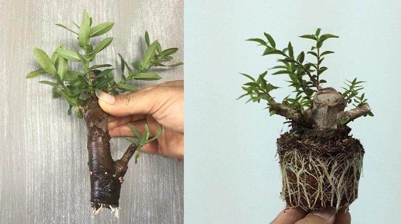 Khung hình mô tả cách trồng Cây Mai Chiếu Thủy với chậu đất tơi xốp và cây giống khỏe mạnh