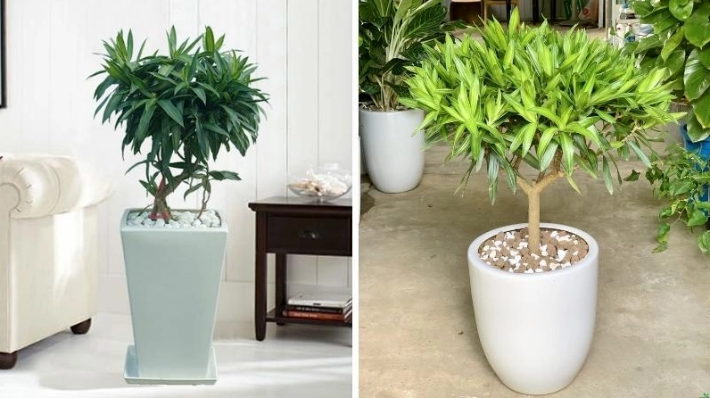 Khung hình Trúc Bách Hợp thanh mảnh với nhiều lớp lá vươn cao, tạo nét duyên kín đáo