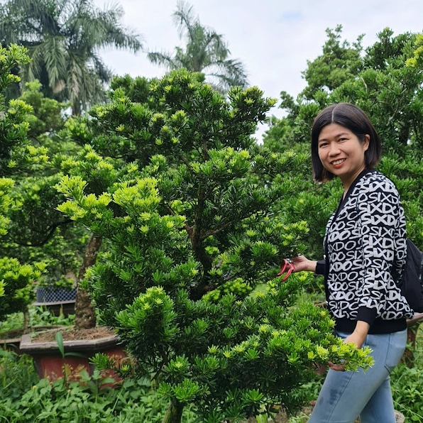 Khung hình tùng kim cương trang trí sân vườn với sắc lá xanh sâu và bố cục thanh lịch