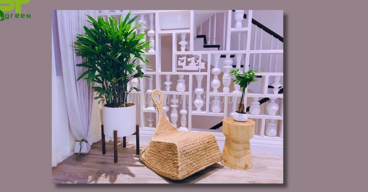Khung hình về cách chăm sóc Cây Trúc Mây với sắc lá xanh sạch và bố cục gần gũi