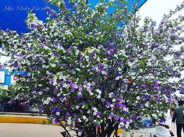 Khung trời hoa Lài Nhật rực rỡ lạ mắt với sắc hoa phủ kín tạo cảm giác bừng sáng cả không gian