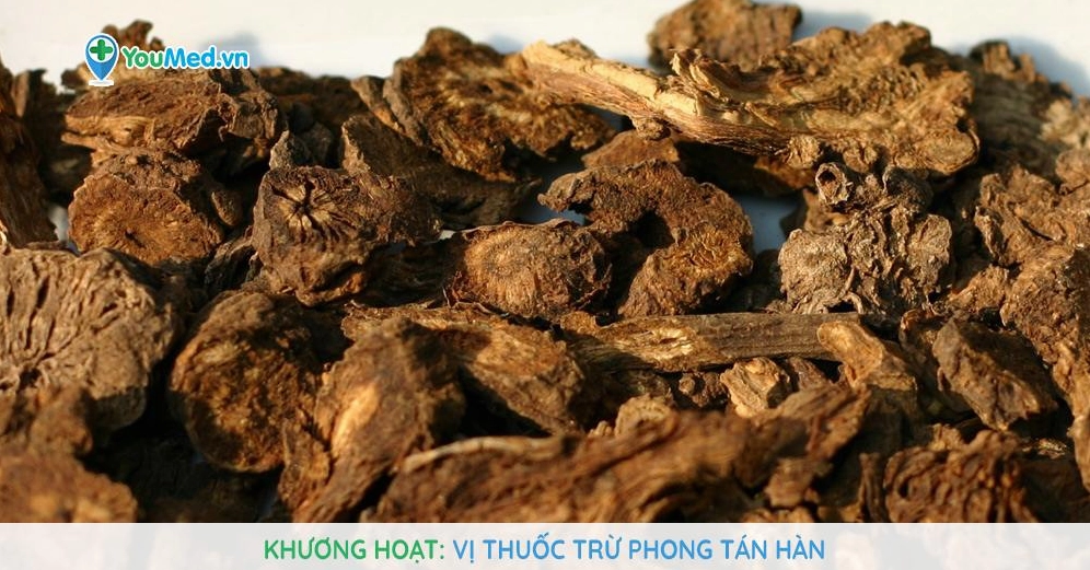 Khương hoạt trong ảnh dược liệu có bối cảnh tự nhiên cần phân loại riêng với Cây Lộc Nhung
