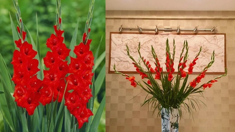 Kiểu cắm Hoa Lay Ơn đơn giản nhưng toát lên vẻ sang trọng, quý phái và cân đối