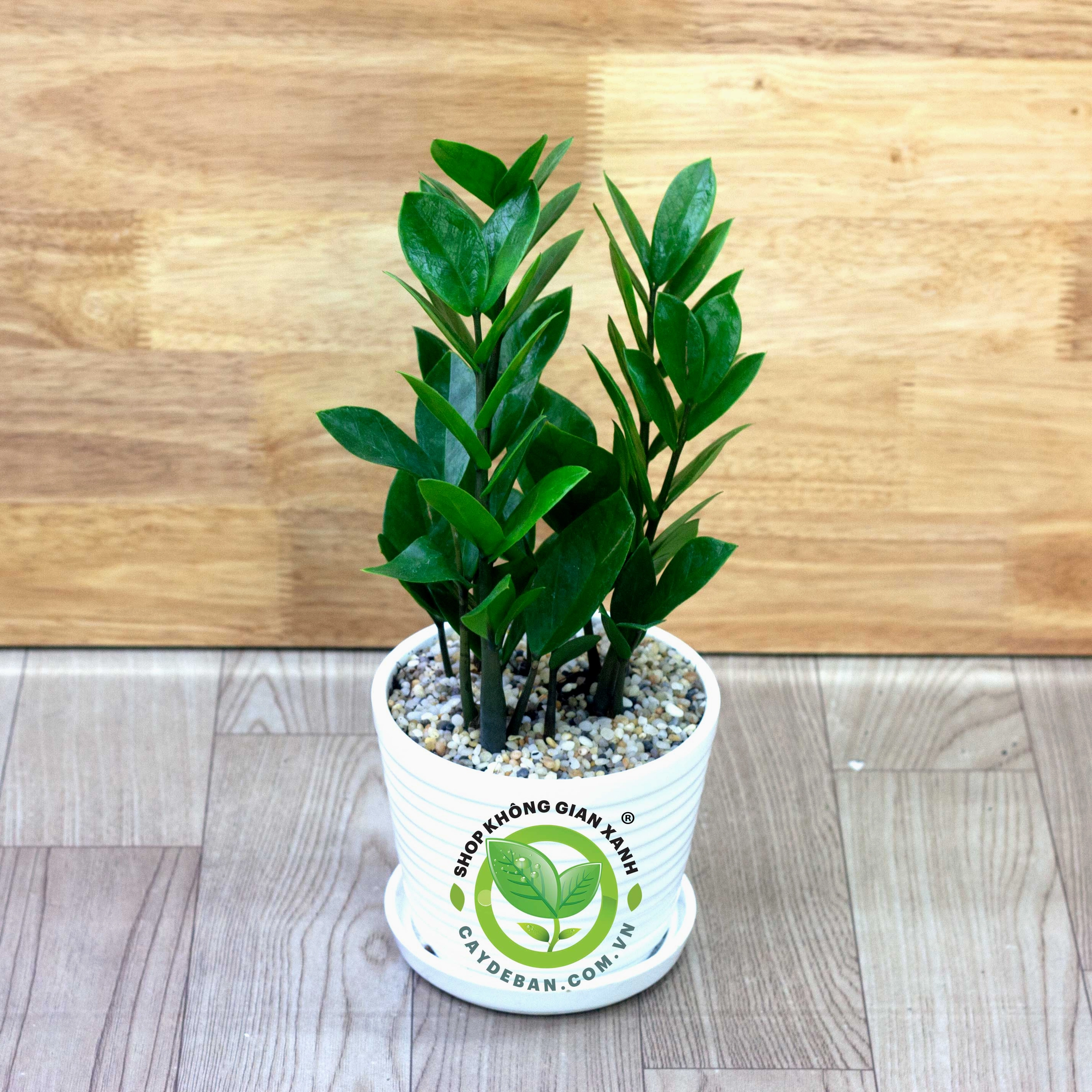 Kim Phát Tài mini với cụm lá xanh đậm và dáng cây gọn gàng