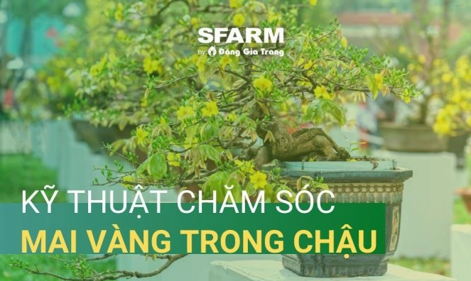 Kỹ thuật chăm sóc mai vàng trong chậu gợi ý cách quan sát đất nước và ánh sáng khi chăm cây hoa