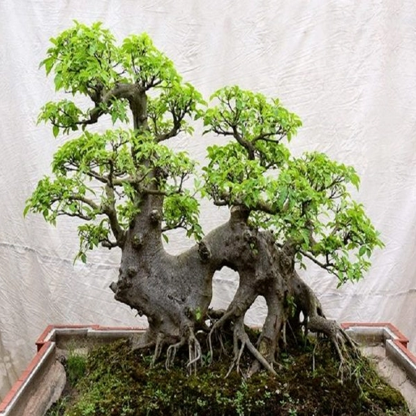 Kỹ thuật làm nhỏ lá cây sung giúp tổng thể bonsai thanh thoát và hài hòa hơn