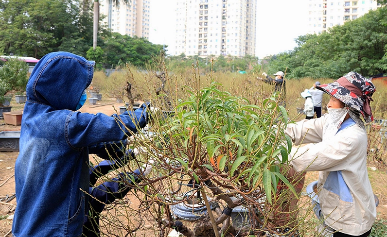 Kỹ thuật trồng cây hoa đào ngày Tết giúp cành khỏe và hoa nở đều trên thân gỗ