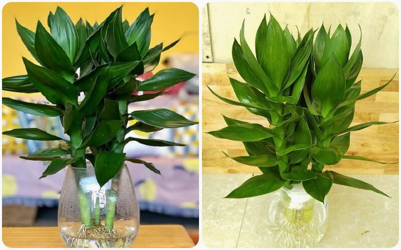 Kỹ thuật trồng Cây Phát Tài Búp Sen thủy canh thể hiện qua bình nước sạch và thân lá xanh khỏe