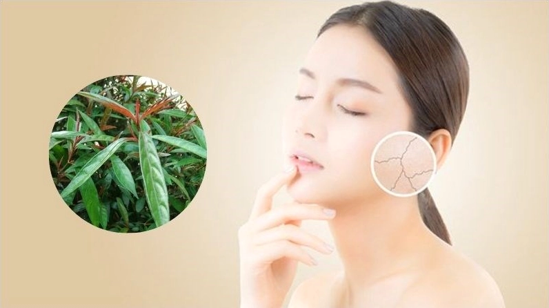 Lá Cây Hoàng Kim Ngọc tươi non trong khung hình gợi liên tưởng đến sức sống trẻ và quá trình lão hóa chậm rãi của tự nhiên