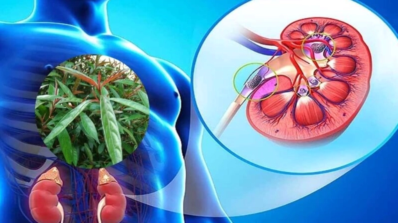 Lá Cây Hoàng Kim Ngọc xuất hiện trong bố cục minh họa đặc tính kháng viêm với sắc xanh đậm nổi bật