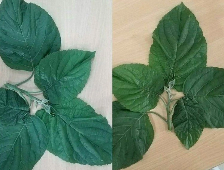 Lá cây lộc mại xanh mướt được ghi lại trong góc chụp cận cảnh gợi vẻ đẹp của cây thuốc dân gian
