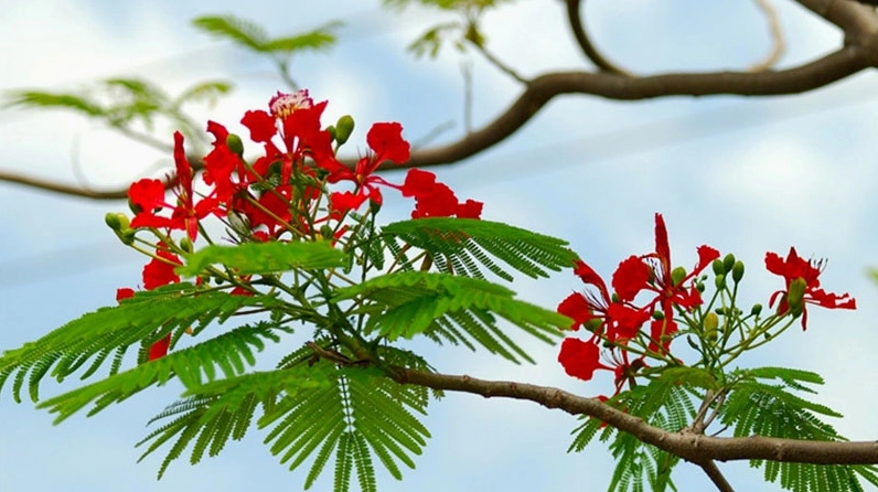 Lá Cây Phượng mọc thành chùm mảnh nhỏ trông giống đuôi chim phượng mềm mại