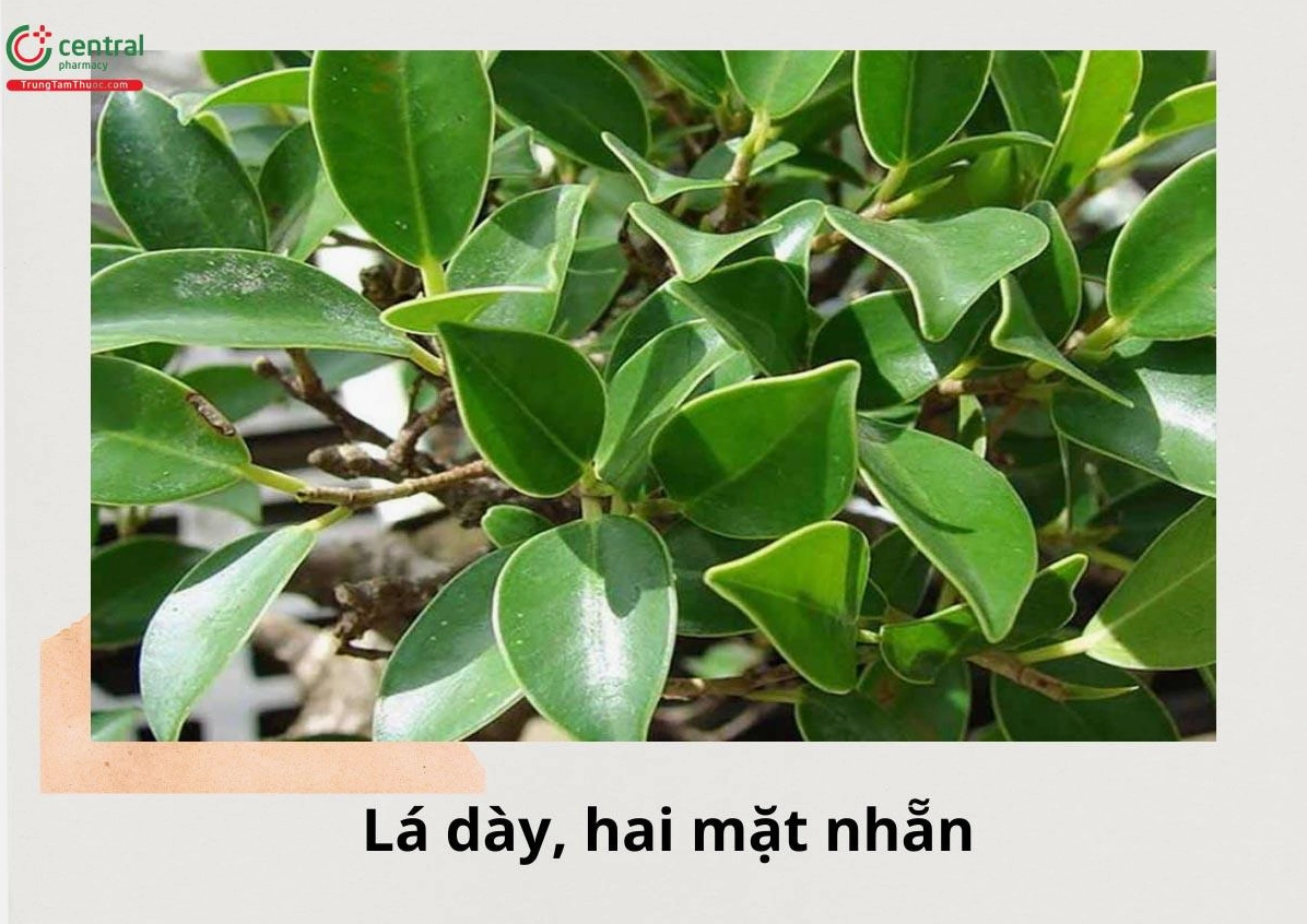 Lá cây Si liên quan đến Cây Gừa Núi có màu xanh bóng, phiến lá dày và đường gân mềm mại dưới ánh sáng tự nhiên