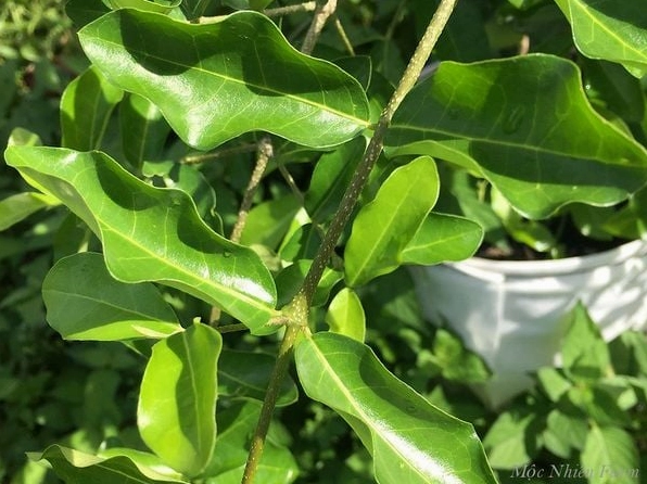 Lá Cây Sơ Ri hình mác độ dài vừa phải hơi xoăn và có màu xanh tươi