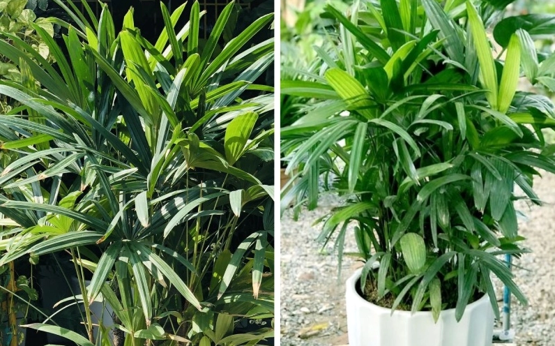 Lá Cây Trúc Mây xanh mướt xòe ra thành từng nan mềm dưới ánh sáng tự nhiên