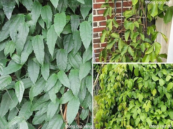 Lá của các giống Hoa móng cọp có sự khác biệt nhẹ về hình thái và sắc độ xanh