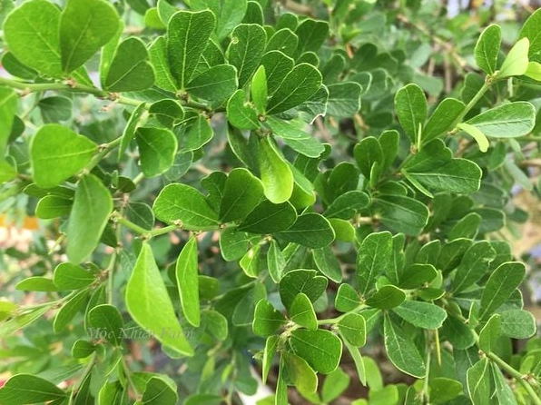 Lá của Cây Linh Sam siêu bông nhỏ gọn xanh mướt và đều đặn trên từng cành non