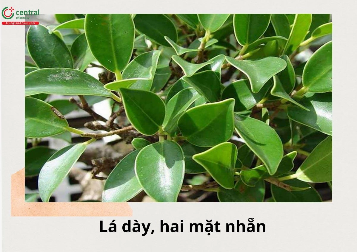 Lá của cây Si hay Cây Gừa dày dai màu xanh bóng với bề mặt mượt mà dưới ánh sáng tự nhiên