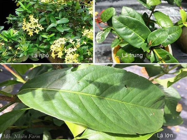 Lá Hoa Bông Trang có kích thước khác nhau tùy từng loại thể hiện sự đa dạng sinh học của cây