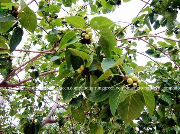 Lá và quả cây Bồ đề hiện lên rõ nét với lá hình tim xanh mướt và quả nhỏ nổi bật trên cành