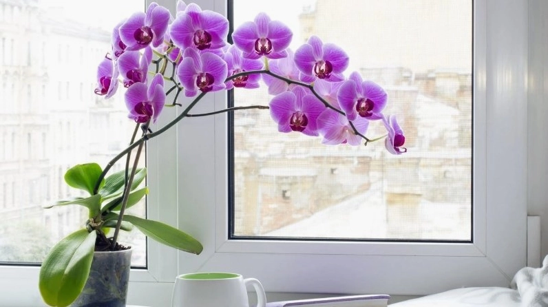 Lan Hồ Điệp cần nhiệt độ ổn định và không gian thông gió tốt để phát triển khỏe mạnh