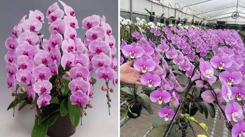 Lan Hồ Điệp đại với cánh hoa lớn nở rực rỡ tạo cảm giác bề thế và trang trọng
