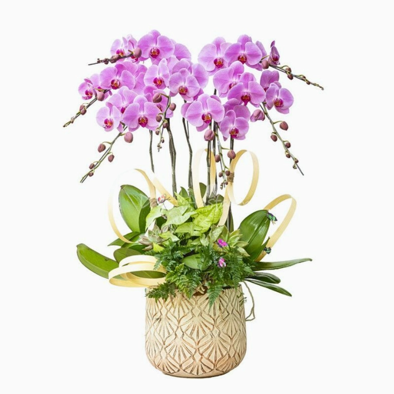 Lan Hồ Điệp Hồng Phát 110 hiện lên rực rỡ, mềm mại và nổi bật trong tổng thể hài hòa