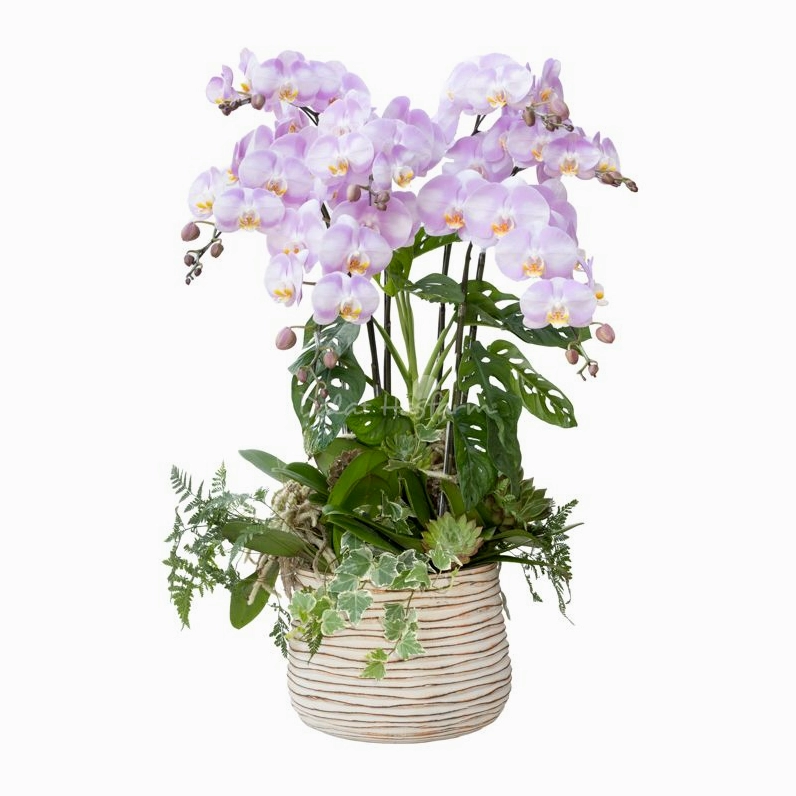 Lan Hồ Điệp Hồng Phát 111 có sắc hoa tươi sáng, tạo điểm nhấn nổi bật và ấm áp